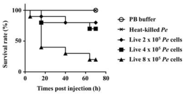 Pseudomonas 균주의 열처리에 따른 톱다리개미허리노린재의 생존률.