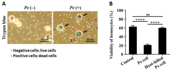 In vivo에서 Pseudomonas 균주의 주사 감염에 따른 hemocyte의 (A) 생존여부와 (B) 생존률