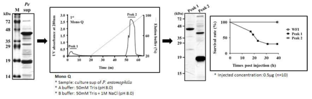 Pseudomonas 균주 배양액의 상등액으로부터 독성물질의 분리 및 정제 과정.