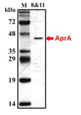 Pseudomonas 균주 배양액의 상등액에서 정제한 약 45 kDa의 AprA protease.