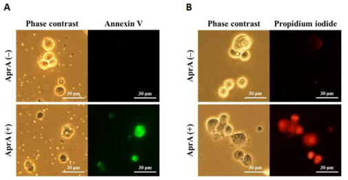 (A) Annexin V와 (B) PI 염색에 의한 면역세포인 hemocyte의 apoptosis 확인.