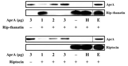 Pseudomonas 균주의 독성물질인 AprA에 의한 곤충숙주 유래의 항균 펩타이드인 riptocin과 rip-thanatin의 단백질 분해 양상.