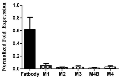 MRSA인 S. aureus USA300의 주사 감염에 따른 조직별 mRNA 발현양상.