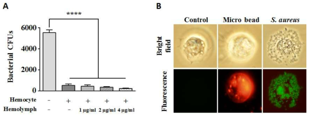 면역세포인 hemocyte에 의한 (A) MRSA인 S. aureus USA300의 CFU와 (B) phagocytosis 양상.