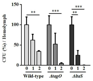 면역세포인 hemocyte에 의한 S. aureus USA300 변이 균주간의 CFU.