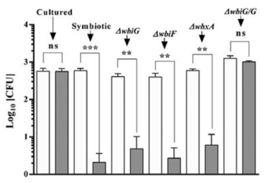 LPS O-antigen Burkholderia 변이 균주에 대한 곤충숙주 M1추출물의 항균 활성.