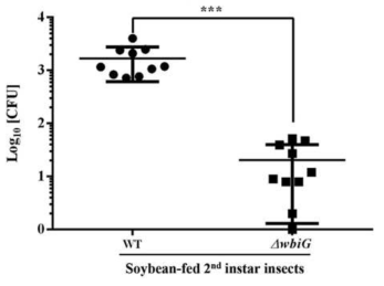 M1에서의 cultured Burkholderia와 O-antigen Burkholderia 변이 균주간의 CFU.