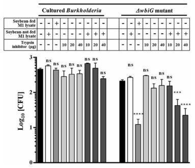 M1 추출물의 존재 하에 O-antigen이 손실된 Burkholderia 변이 균주에 대해 항균 활성이 있는 trypsin inhibitor.