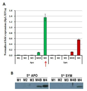 APO 곤충과 SYM 곤충의 중장기관에 따른 Ch-type lysozyme의 mRNA 발현 양상