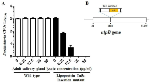 야생형 Burkholderia 균주와 tranposon Burkholderia 변이 균주에 대한 침샘추출물의 항균 활성.