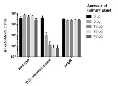 야생형 Burkholderia 균주와 nlpB tranposon Burkholderia 변이 균주, △nlpB Burkholderia 변이 균주에 대한 침샘추출물의 항균활성