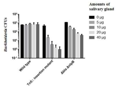야생형 Burkholderia 균주와 nlpB tranposon Burkholderia 변이 균주, △nlpB△bla Burkholderia 변이 균주에 대한 침샘추출물의 항균활성.