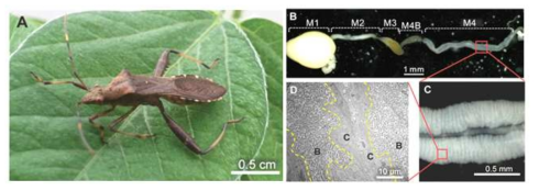 (A) 톱다리개미허리노린재. (B) 노린재의 중장. (C) Crypt으로 이루어진 공생균이 서식하는 M4 중장. (D) Crypt 내부를 가득 채운 Burkholderia 공생균