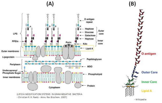 (A) 그람 음성균의 세포 표면 및 (B) LPS의 구조.