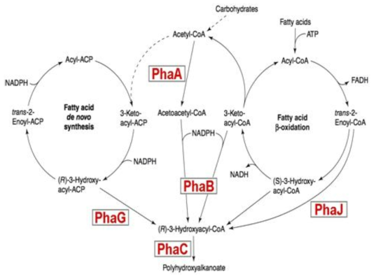 Polyhydroxyalanoate (PHA) 합성 경로 및 관련 효소.