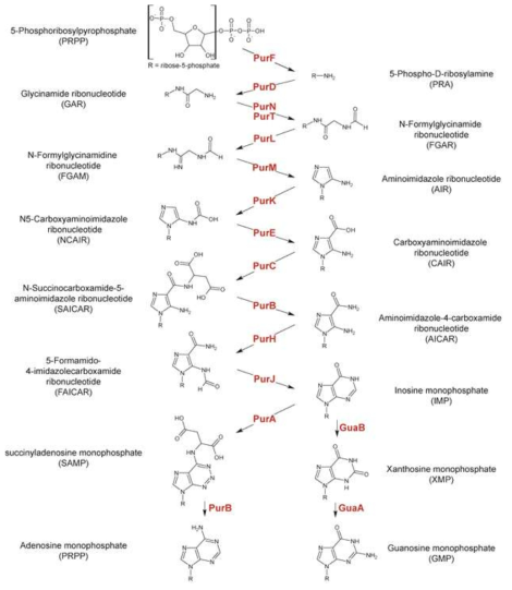 Inosine 5'-monophosphate 생합성 경로 및 이에 관여하는 효소