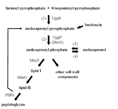 박테리아 세포벽 성분인 peptidoglycan 생합성 경로.