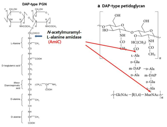 N-acetylmuramyl-L-alanine amidase인 AmiC 효소의 작용부위