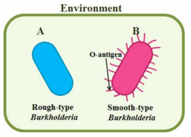 (A) 실험실에서 배양한 Burkholderia와 (B) 장내 공생 Burkholderia의 LPS O-antigen 유무.