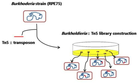 Transposon mutagenesis 방법을 이용한 변이균주 제작 모식도.