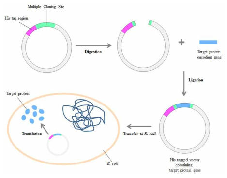 E. coli expression system을 사용하기 위한 recombinant plasmid를 구축하는 모식도.