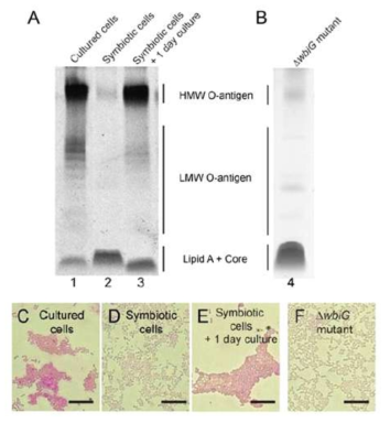 (A) 실험실에서 배양한 cultured Burkholderia 균주와 곤충숙주의 장내에 공생하고 있는 symbiotic Burkholderia 균주, 그리고 (B) O-antigen이 손실된 Burkholderia 변이 균주의 LPS 분석. (C) 배양균과 (D) 장내 공생균, (E) 장내 공생균을 다시 in vitro에서 배양한 균주, 그리고 (F) O-antigen이 손실된 Burkholderia 변이 균주를 PAS로 염색한 사진