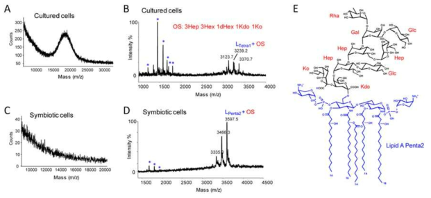 (A, B) 배양 공생균인 cultured Burkholderia와 (C, D) 장내 공생균인 symbiotic Burkholderia의 MALDI mass spectra와, (E) 장내 공생균인 symbiotic Burkholderia의 LPS 구조.