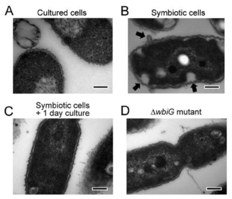 TEM에서 관찰되는 (A) 실험실에서 배양한 cultured Burkholderia 균주와 (B) 장내에 공생하고 있는 symbiotic Burkholderia 균주, (C) 장내 공생균인 symbiotic Burkholderia을 다시 in vitro에서 배양한 균주, 그리고 (D) O-antigen이 손실된 Burkholderia 변이 균주의 세포벽의 차이.