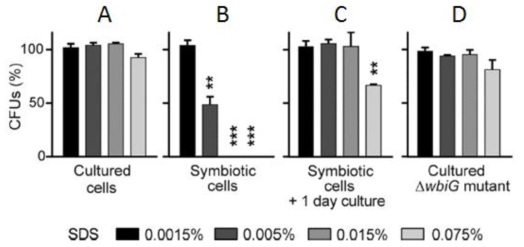 SDS에 대한 (A) 실험실에서 배양한 cultured Burkholderia 균주와 (B) 장내에 공생하고 있는 symbiotic Burkholderia 균주, (C) 장내 공생균인 symbiotic Burkholderia를 다시 in vitro에서 배양한 균주, 그리고 (D) O-antigen이 손실된 Burkholderia 변이 균주의 감수성 차이