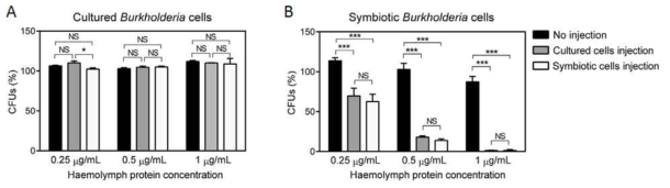 (A) 실험실에서 배양한 cultured Burkholderia 균주와 (B) 장내에 공생하고 있는 symbiotic Burkholderia 균주의 곤충숙주 면역반응에 대한 감수성 차이