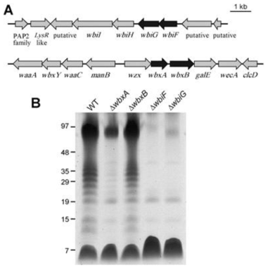 (A) O-antigen 생합성 경로에 관여하는 유전자 맵과 (B) O-antigen Burkholderia 변이 균주의 O-antigen 유무.