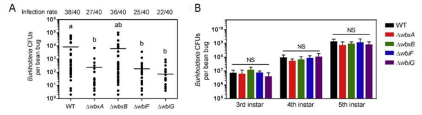 (A) O-antigen이 손실된 Burkholderia 변이 균주의 초기감염률 및 CFU와 (B) 곤충숙주의 령기에 따른 CFUs.