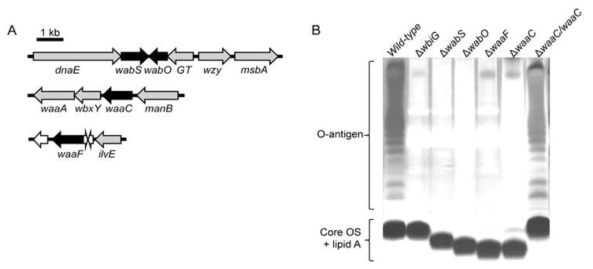 (A) core OS 생합성 경로에 관여하는 유전자 맵과 (B) core OS Burkholderia 변이 균주의 O-antigen 및 core OS 유무.