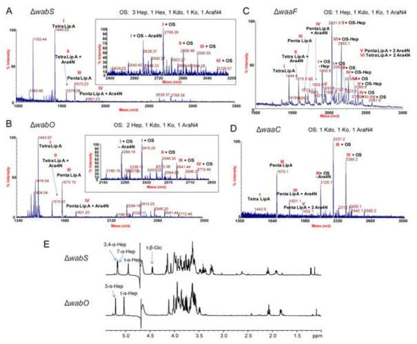 (A) △wabS, (B) △wabO, (C) △waaF, (D) △waaC core OS Burkholderia 변이 균주의 LPS 구조분석과 (E) △wabS, △wabO Burkholderia 변이 균주의 NMR 분석