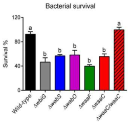 곤충숙주의 침샘추출물에 대한 core OS Burkholderia 변이 균주의 감수성.