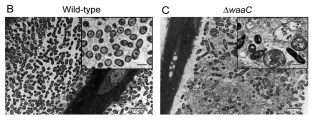 (A) 야생형 Burkholderia 균주와 (B) core OS Burkholderia 변이 균주의 TEM.