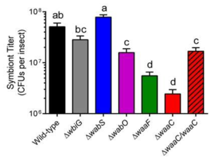 core OS가 손실된 Burkholderia 변이 균주의 장내 서식밀도.