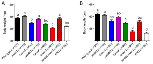 core OS가 손실된 Burkholderia 변이 균주의 건조무게와 몸 길이.