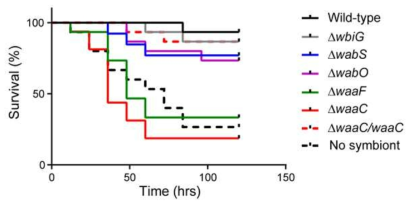 외래병원체인 E. coli의 주사 감염에 대한 core OS가 손실된 Burkholderia 변이 균주를 가지고 있는 곤충숙주의 생존률.