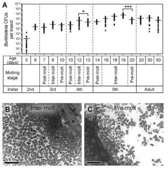 (A) 곤충숙주의 성장에 따른 장내 공생균인 Burkholderia sp. RPE64의 서식밀도 변화와 (B) 령기의 중간시기, 그리고 (C) 령기의 마지막시기에 공생기관인 M4의 TEM