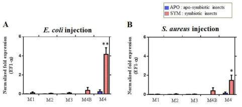 곤충숙주의 중장기관에 따른 ip-thanatin의 mRNA expression.