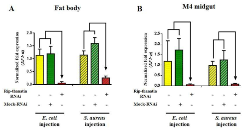 Rip-thanatin의 RNAi에 따른 곤충숙주의 (A) fatbody와 (B) 공생기관인 M4에서 expression되는 rip-thanatin mRNA의 억제