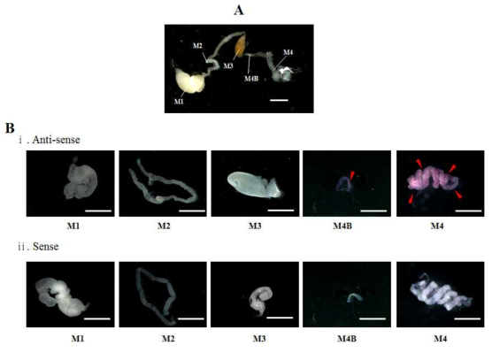 (A) 곤충숙주의 중장기관과 (B) 조직에 따른 rip-thanatin mRNA expression의 확인.