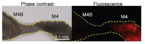 톱다리개미허리노린재의 중장기관 및 공생기관인 M4와 M4B의 FISH 분석.