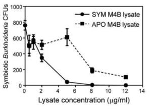 장내 공생균인 symbiotic Burkholderia 에 대한 SYM 곤충 및 APO 곤충의 M4B추출물의 항균 활성도.