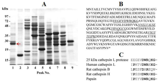 (A) 구간별 SDS-PAGE 패턴과 (B) partial sequencing 및 (C) cathepsin protease family와의 alignment