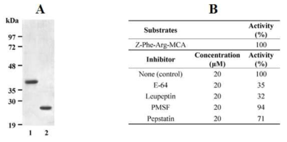 (A) 재조합 25 kDa cathepsin-L-like protease의 획득과 (B) amidase activity의 측정.