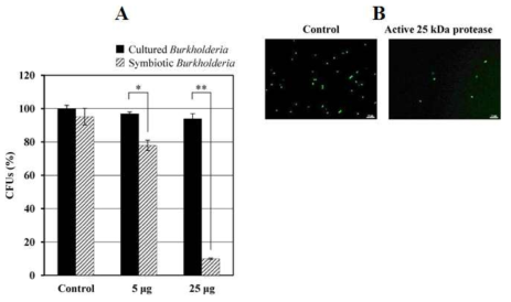 (A) 실험실에서 배양한 cultured Burkholderia 균주와 장내 공생균인 symbiotic Burkholderia에 대한 재조합 25 kDa cathepsin-L-like protease의 항균 활성 측정과 (B) 형광현미경 관찰.