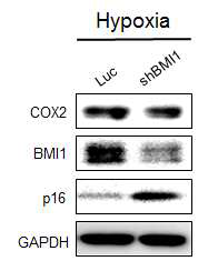 BMI1의 발현 을 감소시킨 세포를 저산소환경에서 배양 후 단백질 발현 비교