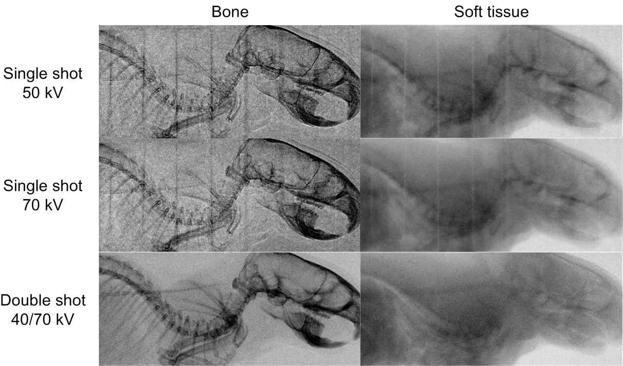 단일조사와 이중조사 이중에너지 영상기법으로 획득한 쥐의 골조직 강조 영상과 연조직 강조 영상